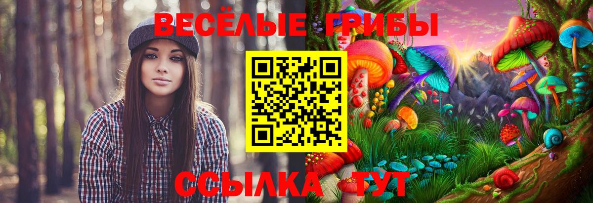 Псилоцибиновые грибы Psilocybe Кизляр